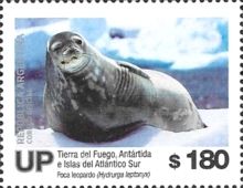 Leopard Seal (Hydrurga leptonyx)
