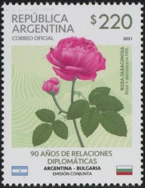 Rose (Rosa × damascena Mill.)