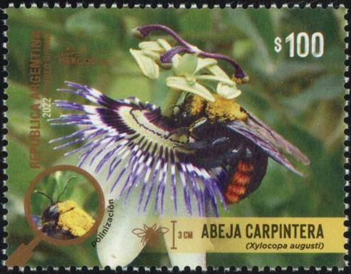 Carpenter Bee (Xylocops augusti)