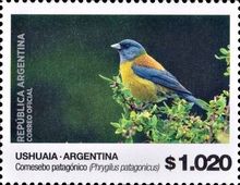 Patagonian Sierra Finch (Phrygilus patagonicus)