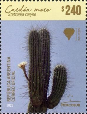 Toothpick Catcus (Stetsonia coryne)