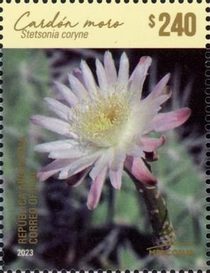 Toothpick Catcus (Stetsonia coryne) Flower