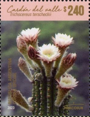 Argentine Saguaro (Echinopsis terscheckii) Flower