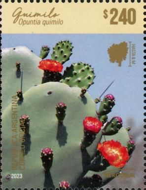 Opuntia quimilo