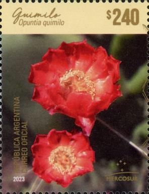 Opuntia quimilo Flower