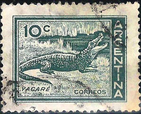 Caiman (Caiman sp.)