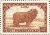 Merino Sheep