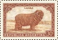 Merino Sheep