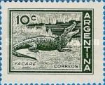 Caiman (Caiman sp.)