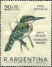Amazon Kingfisher (Chloroceryle amazona)