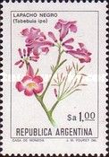 Lapacho Negro (Tabebuia impetiginosa) - Phosphor
