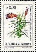 Clavel del Aire (Tillandsia aeranthos)