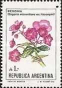 Begonia (Begonia micranthera)