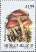 Suillus granulatus