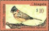 Rufous-collared Sparrow (Zonotrichia capensis)