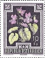 Wild Violets (Viola odorata)