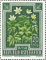 European Wood Anemone (Anemone nemorosa)