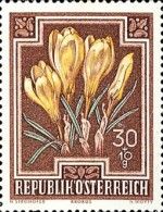 Spring Crocus (Crocus vernus)