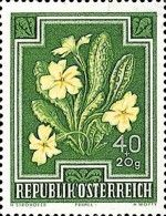 Primrose (Primula vulgaris)