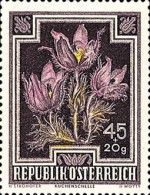 Pasque Flower (Pulsatilla vulgaris)