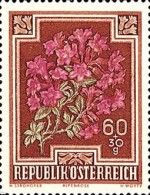 Alpen Rose (Rhododendron hirsutum)