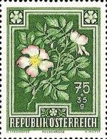 Dog Rose (Rosa canina)