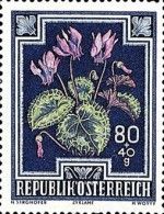 Alpine/Purple cyclamen (Cyclamen purpurascens)
