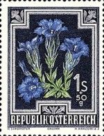 Trumpet Gentian (Gentiana kochiana)