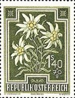Edelweiss (Leontopodium alpinum)