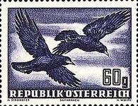 Rook (Corvus frugilegus)