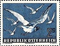 Black-headed Gull (Larus ridibundus)