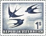 Barn Swallow (Hirundo rustica)