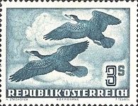 Great Cormorant (Phalacrocorax carbo)