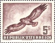 Common Buzzard (Buteo buteo)