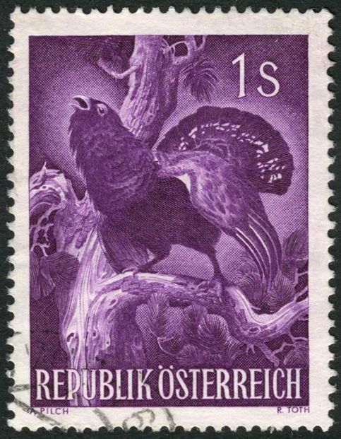 Western Capercaillie (Tetrao urogallus)