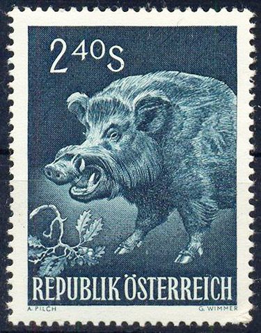 Wild Boar (Sus scrofa)