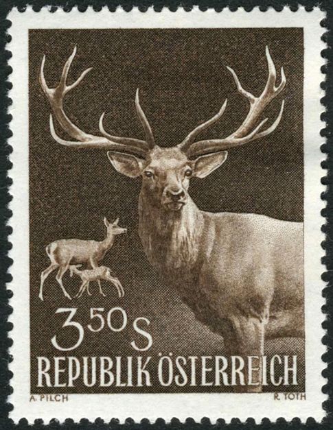 Red Deer (Cervus elaphus)
