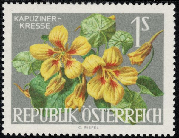 Nasturtium (Tropaeolum majus)