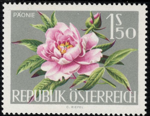 Peony (Paeonia officinalis)