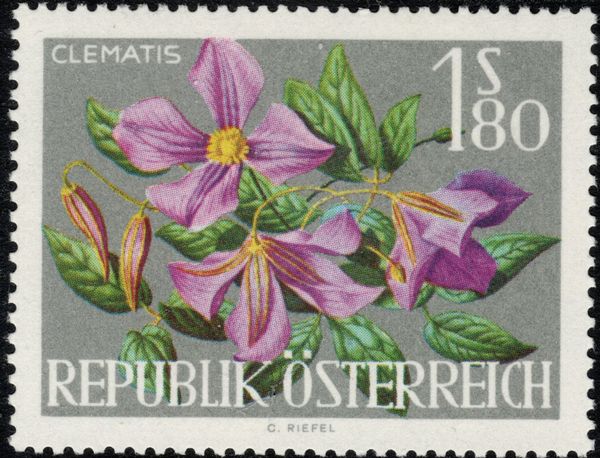 Clematis (Clematis Hybrid)