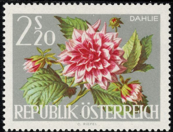 Dahlia (Dahlia hybrida)
