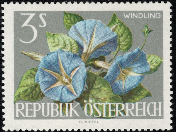 Japanese Morning Glory (Ipomoea nil)