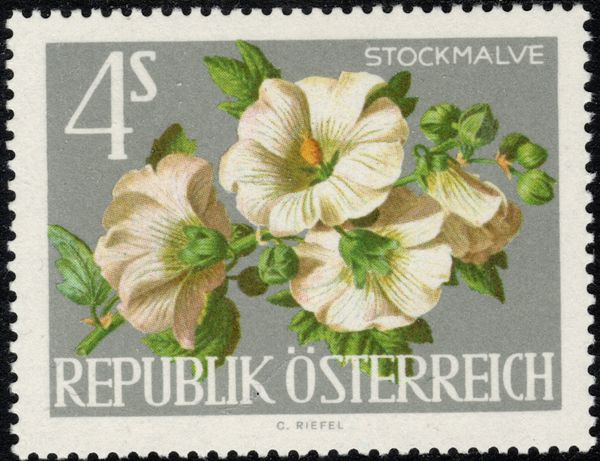 Hollyhocks (Althaea rosea)