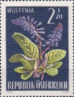 Wulfenia (Wulfenia carinthiaca)