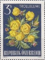 Globe Flower (Trollius europaeus)