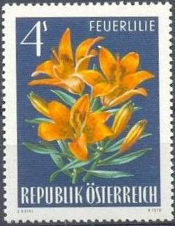 Fire/Orange Lily (Lilium bulbiferum)