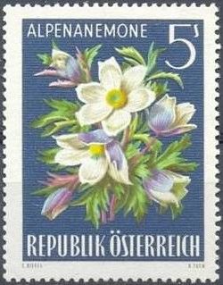 Alpine Pasque-flower (Pulsatilla alpina)