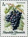 Grape vine (Vitis vinifera)