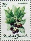 Blackberry (Rubus ursinus)
