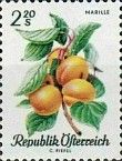 Apricot (Prunus armeniaca)